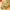 2870_Golden